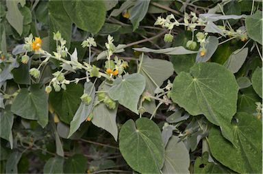 APII jpeg image of Abutilon auritum  © contact APII