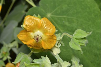 APII jpeg image of Abutilon auritum  © contact APII