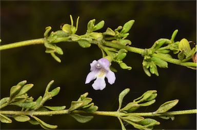 APII jpeg image of Prostanthera parvifolia  © contact APII