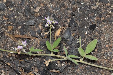 APII jpeg image of Glycine tabacina  © contact APII