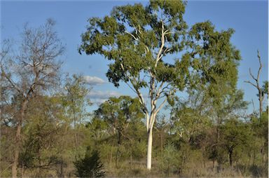 APII jpeg image of Corymbia dallachiana  © contact APII