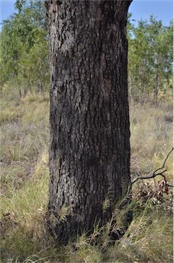 APII jpeg image of Corymbia plena  © contact APII