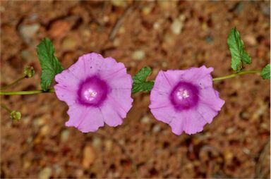 APII jpeg image of Ipomoea muelleri  © contact APII