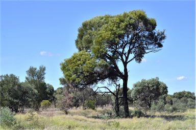 APII jpeg image of Acacia argyrodendron  © contact APII