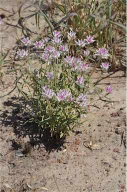 APII jpeg image of Gomphrena humilis  © contact APII