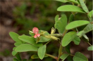 APII jpeg image of Indigofera hirsuta  © contact APII