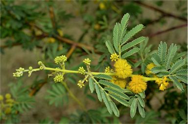 APII jpeg image of Vachellia nilotica subsp. indica  © contact APII