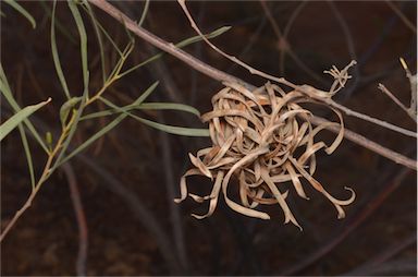 APII jpeg image of Acacia adsurgens  © contact APII