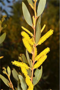 APII jpeg image of Acacia stipuligera  © contact APII