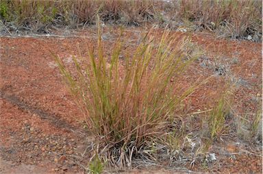 APII jpeg image of Heteropogon contortus  © contact APII