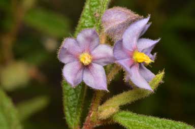 APII jpeg image of Keraudrenia lanceolata  © contact APII