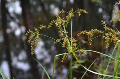 APII jpeg image of Cyperus exaltatus  © contact APII