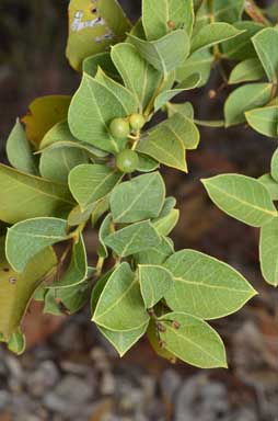 APII jpeg image of Coelospermum reticulatum  © contact APII