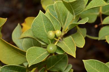 APII jpeg image of Coelospermum reticulatum  © contact APII