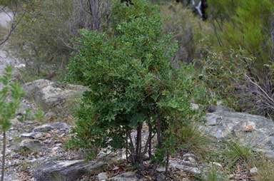 APII jpeg image of Coelospermum reticulatum  © contact APII