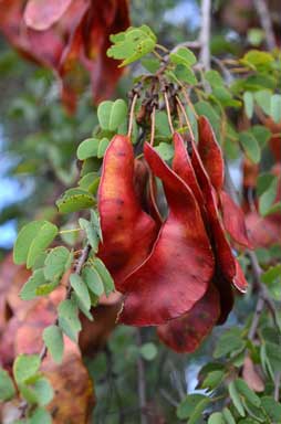 APII jpeg image of Bauhinia carronii  © contact APII