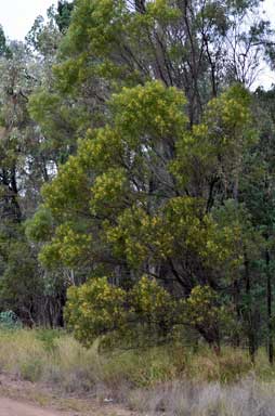 APII jpeg image of Acacia sparsiflora  © contact APII