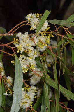 APII jpeg image of Eucalyptus woollsiana  © contact APII