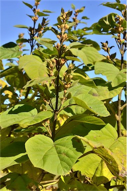 APII jpeg image of Paulownia tomentosa  © contact APII