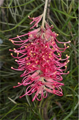 APII jpeg image of Grevillea 'Sylvia'  © contact APII