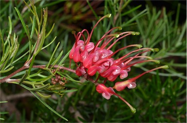 APII jpeg image of Grevillea 'Ellabella'  © contact APII