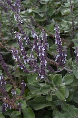 APII jpeg image of Plectranthus argentatus  © contact APII