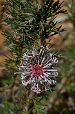 APII jpeg image of Isopogon asper  © contact APII