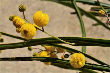 APII jpeg image of Acacia pterocaulon  © contact APII