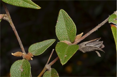 APII jpeg image of Mirbelia platylobioides  © contact APII