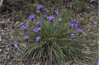 APII jpeg image of Patersonia sericea  © contact APII