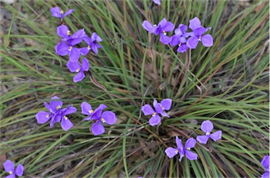 APII jpeg image of Patersonia sericea  © contact APII