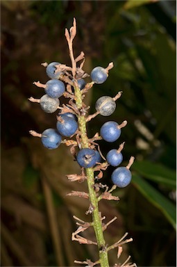 APII jpeg image of Alpinia caerulea  © contact APII