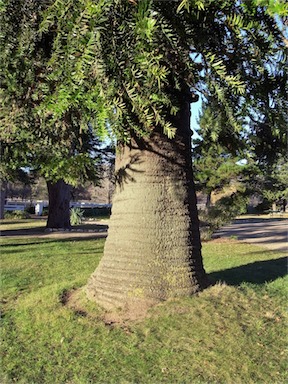 APII jpeg image of Araucaria bidwillii  © contact APII