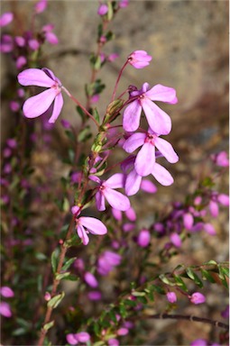 APII jpeg image of Tetratheca bauerifolia  © contact APII