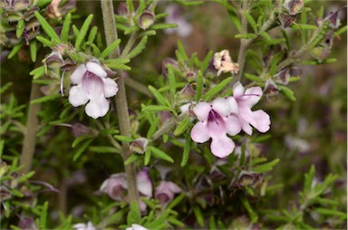 APII jpeg image of Prostanthera stenophylla  © contact APII