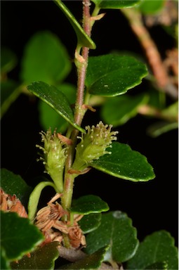 APII jpeg image of Nothofagus cunninghamii  © contact APII