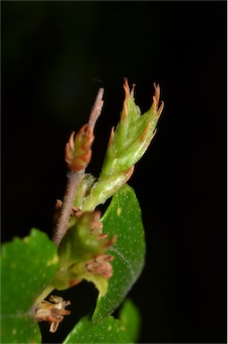 APII jpeg image of Nothofagus cunninghamii  © contact APII