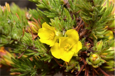 APII jpeg image of Hibbertia fasciculata  © contact APII