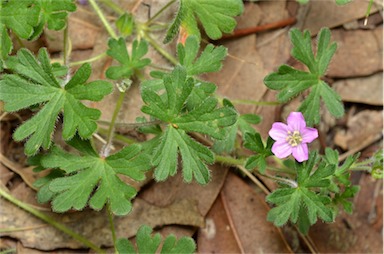 APII jpeg image of Geranium solanderi var. solanderi  © contact APII