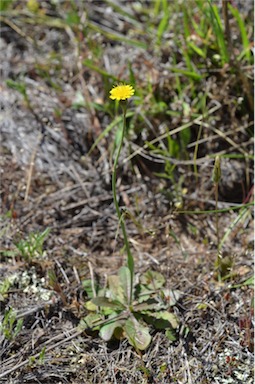 APII jpeg image of Hypochaeris glabra  © contact APII