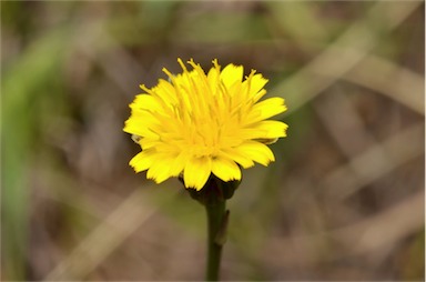 APII jpeg image of Hypochaeris glabra  © contact APII