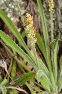 APII jpeg image of Plantago hispida  © contact APII