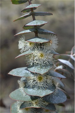 APII jpeg image of Eucalyptus pulverulenta  © contact APII