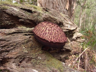 APII jpeg image of Boletellus emodensis  © contact APII