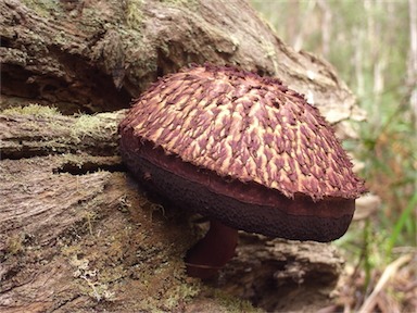 APII jpeg image of Boletellus emodensis  © contact APII