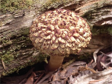 APII jpeg image of Boletellus emodensis  © contact APII