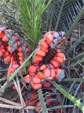 APII jpeg image of Macrozamia communis  © contact APII