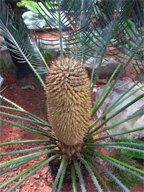 APII jpeg image of Cycas cairnsiana  © contact APII