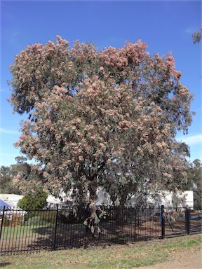 APII jpeg image of Eucalyptus sideroxylon (pink form)  © contact APII