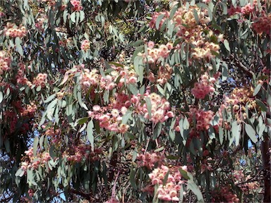 APII jpeg image of Eucalyptus sideroxylon (pink form)  © contact APII